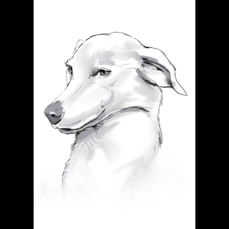 Шаржі на улюбленців портретні чорно-білі