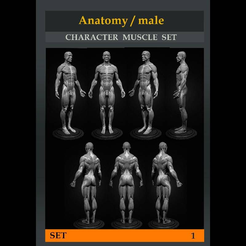 Anatomy 